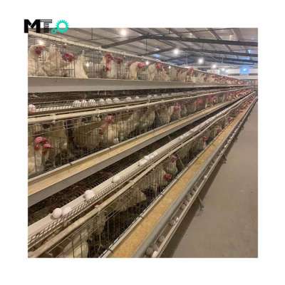 Good price automatic A type layer chicken cage for poultry farm