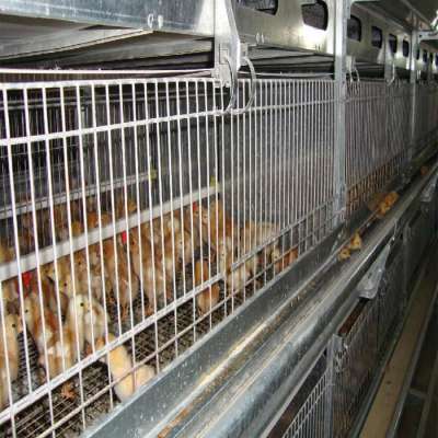 Meat chicken cage automatic conveyor belt manure cleaning materials