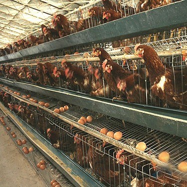 MT hot sell layers chicken cage / poultry raising system/automatic poultry layer cages systems