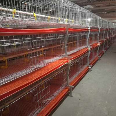 Fully automatic equipment cooking chicken in broiler cage