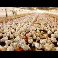 poultry farm automatic chicken layer cage