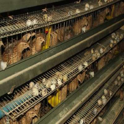 Hot selling used layer quail cage with auto water system for sale