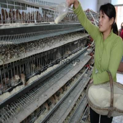 Applied To Auto Quail Farming Of Quail Cage With Fully Automatic Feeding And Drinking Water