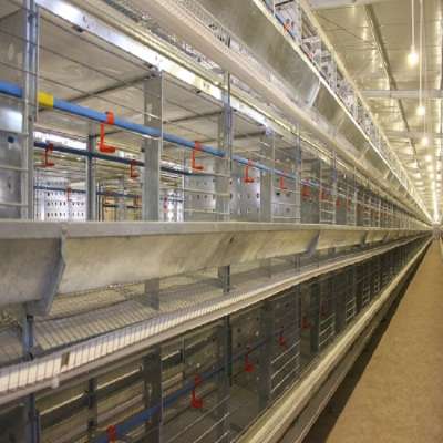 Motong equipment poultry chicken battery cage design of automatic chicken broiler house